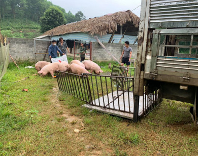 Giá heo hơi ngày 13/8/2022: Có nơi tăng 3.000 đồng/kg