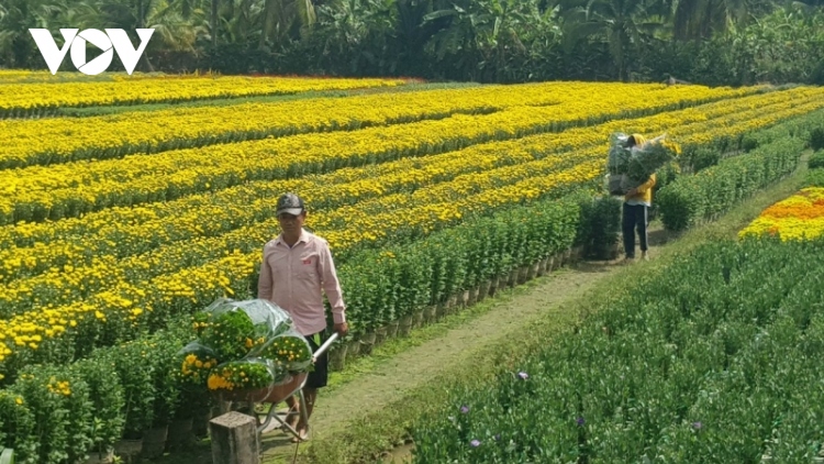 Hơn 50% giỏ hoa Tết ở Tiền Giang đã được bán ngay tại ruộng