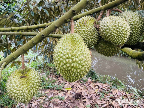 Sầu riêng sốt chưa từng có, giá bạc triệu mỗi quả, nỗi lo quay về thời 'buôn chuyến'