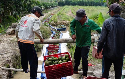 Trái cây mong manh được - mất