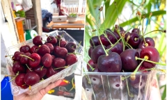 Cherry nhập khẩu rớt giá quá nửa, bà nội trợ đua nhau mua