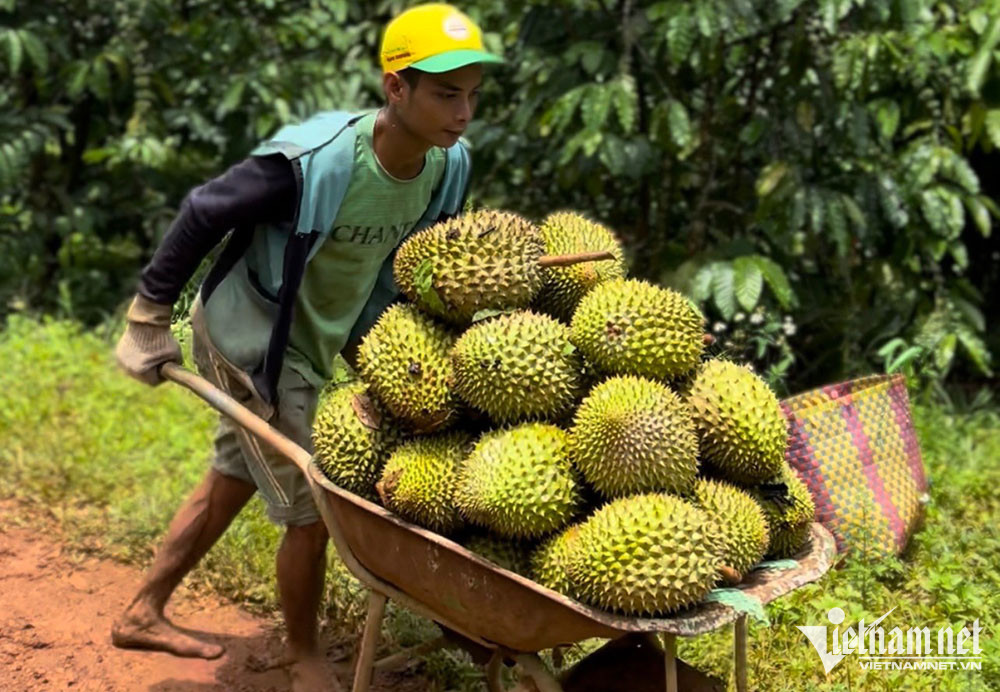 Bán hàng sang Trung Quốc: Việt Nam thắng về lượng, thua xa Thái Lan về giá trị