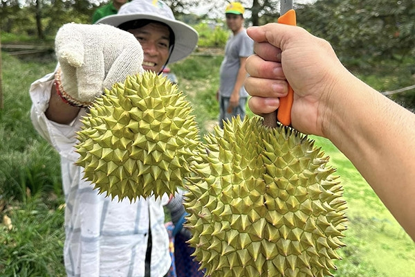 Sầu riêng thành trái cây tỷ USD và 'vị đắng' cho doanh nghiệp xuất khẩu