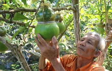 Tất bật tạo hình trái cây 