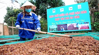 Giá cà phê hôm nay 12/3: Giá cà phê Robustan và Arabica đồng loạt giảm