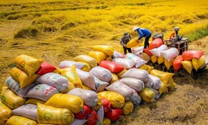 Thị trường thế giới biến động, xuất khẩu gạo Việt Nam ứng phó thế nào?