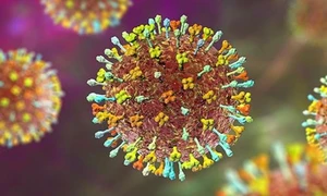 Bác sĩ chỉ dấu hiệu nhận biết và cách phòng tránh virus Nipah